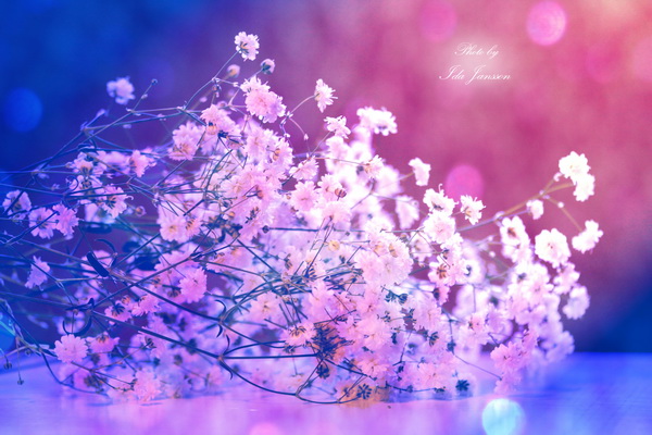 Tổng hợp 105+ hình nền desktop hoa tuyệt vời nhất - Tin học Đông Hòa